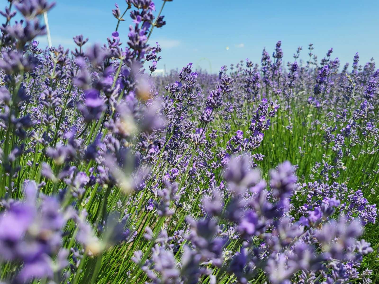 🌿 „Lavanda de Lux” – un colț de poveste în inima orașului Ialoveni