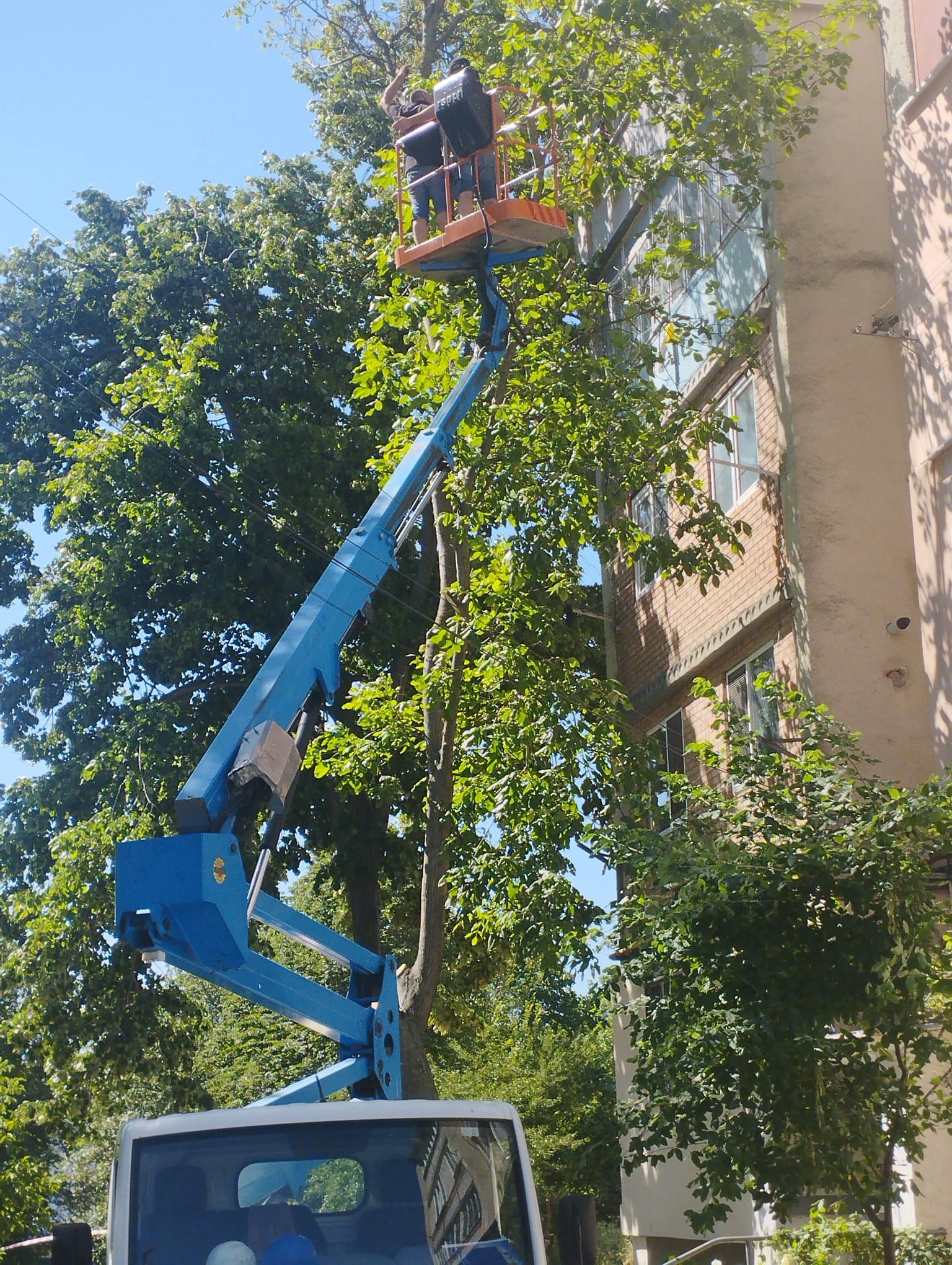 Continuarea lucrărilor de igienă selectivă a arborilor în orașul Ialoveni