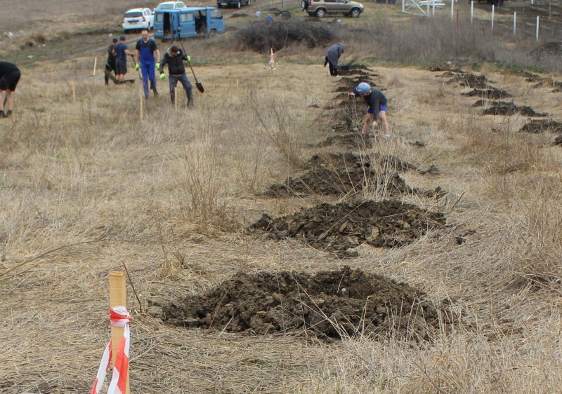 Campania de împădurire Marea Plantare Națională