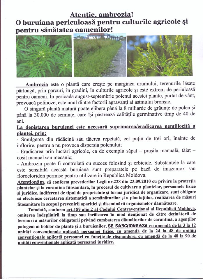 Primăria orașului Ialoveni atenționează deținătorii de teren asupra necesității distrugerii ambroziei
